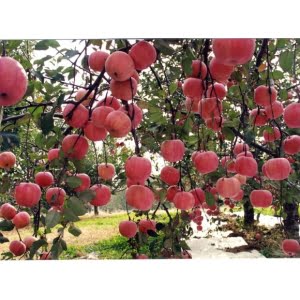 Red Apple Tree Seeds – Heirloom Bonsai Fruit Tree Seeds for Garden Planting, 50 Seeds Pack