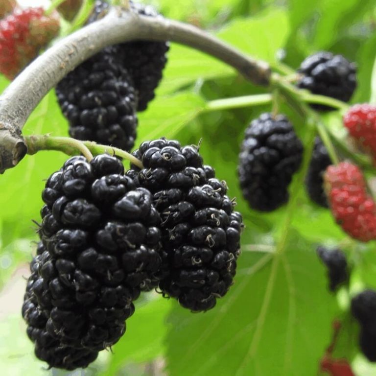 Mulberry Tree Seeds – Blackberry Fruit Tree Seeds for Garden Planting, 200 Seeds Pack
