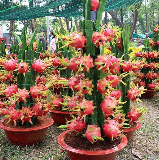 Dwarf Dragon Fruit Seeds – Bonsai Pitaya Fruit Seeds for Garden Planting, 200 Seeds Pack