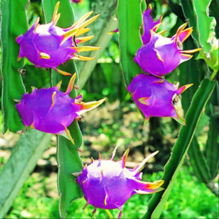 Pink Dragon Fruit Seeds – Mini Pitaya Tropical Fruit Seeds for Garden Planting, 200 Seeds Pack