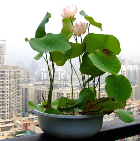 Mixed Color Lotus Flower Seeds – Perennial Aquatic Flower Seeds for Pond Planting, 12 Seeds Pack