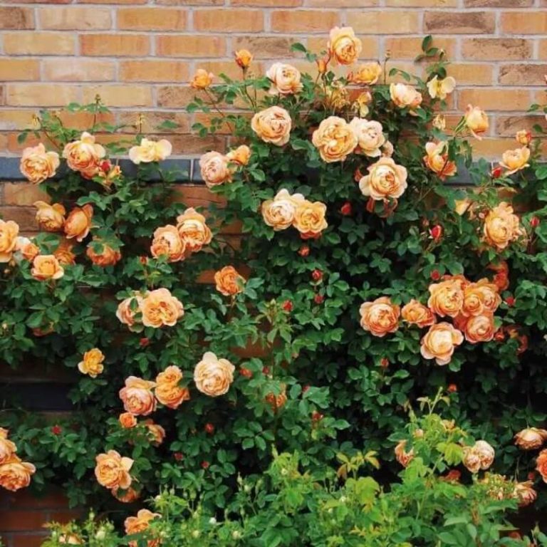 Climbing Rose Flower Seeds – Garden Rose Seeds for Planting, 100 Seeds Pack