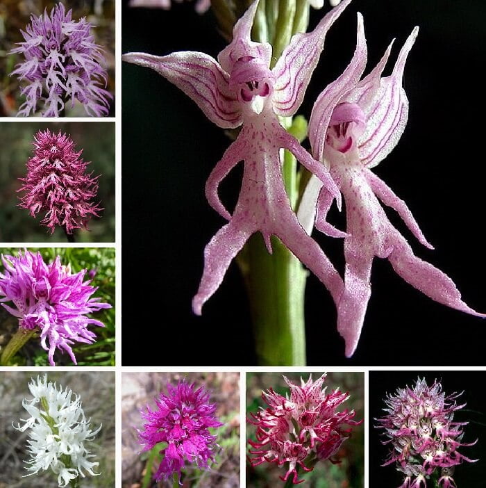 Orchis Italica Orchid Seeds – Rare Orchid Flower Seeds for Garden Planting, 100 Seeds Pack