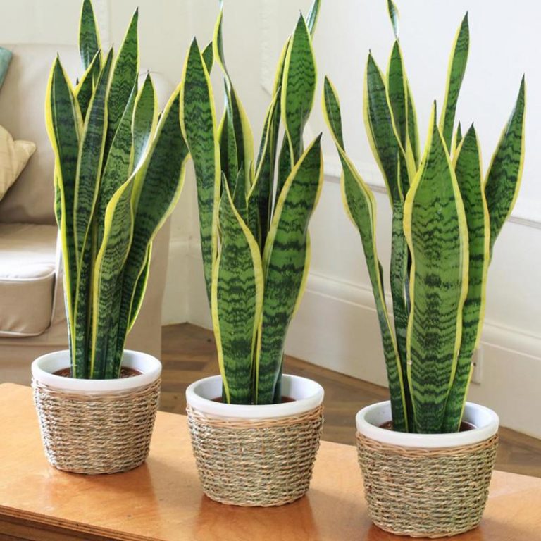 Sansevieria Trifasciata Seeds – Snake Plant Indoor Air-Purifying Plant Seeds, 100 Seeds Pack