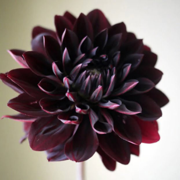 Dahlia Pinnata Bulb – Rare Black & Red Perennial Flower Bulb for Garden Planting, 1 Bulb Pack