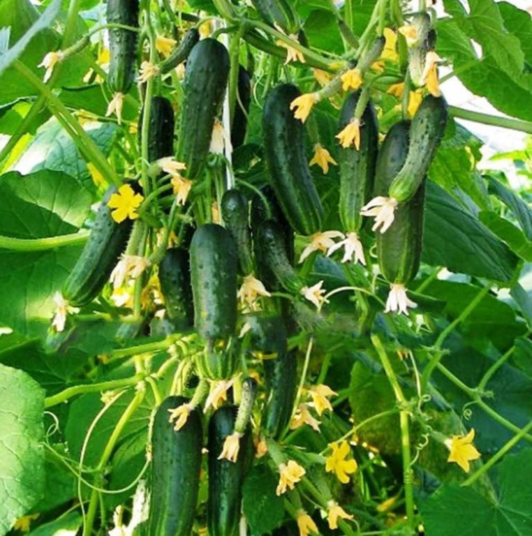 Cucumber Seeds – Vegetable Garden Seeds for Planting, 100 Seeds Pack