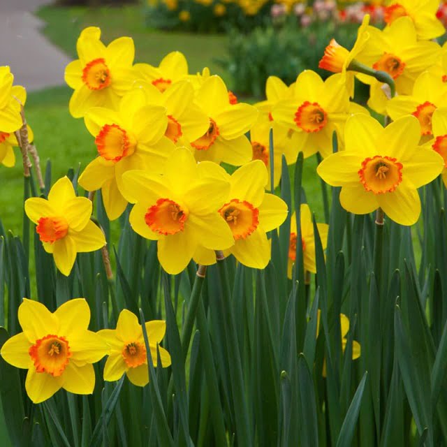 Daffodil Bulb – Multi-Color Bonsai Garden Flower Bulb for Planting, 1 Bulb Pack