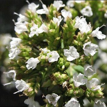 Marjoram Seeds – Origanum Majorana Herb & Vegetable Garden Seeds for Planting, 100 Seeds Pack