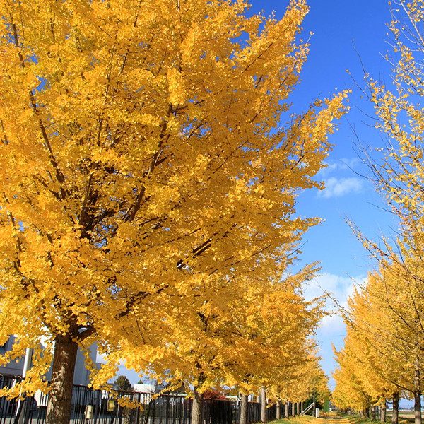 Ginkgo Biloba Tree Seeds – Medicinal & Ornamental Garden Tree Seeds for Planting, 5 Seeds Pack