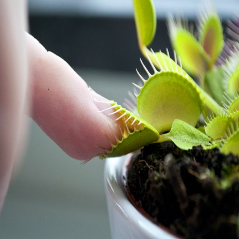 Venus Flytrap (Dionaea Muscipula) Seeds – Insect-Catching Carnivorous Plant Seeds, 100 Seeds Pack