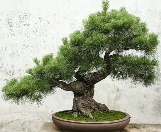 Pinus Thunbergii Seeds – Pine Tree Garden Seeds for Planting, 30 Seeds Pack