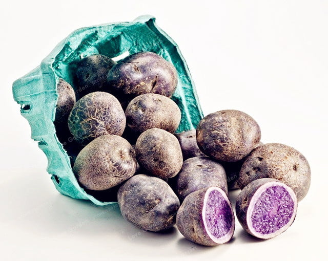 Purple Sweet Potato Seeds – Vegetable Garden Seeds for Planting, 100 Seeds Pack