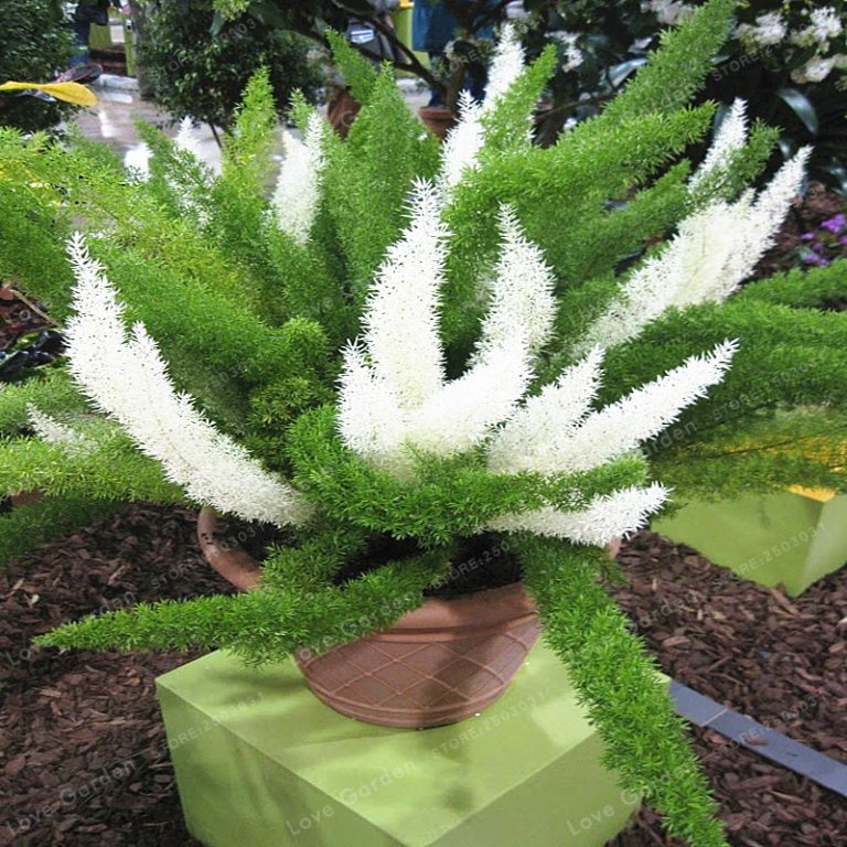 Asparagus Densiflorus Seeds – Foxtail Fern Ornamental Plant Seeds for Garden Planting, 100 Seeds Pack