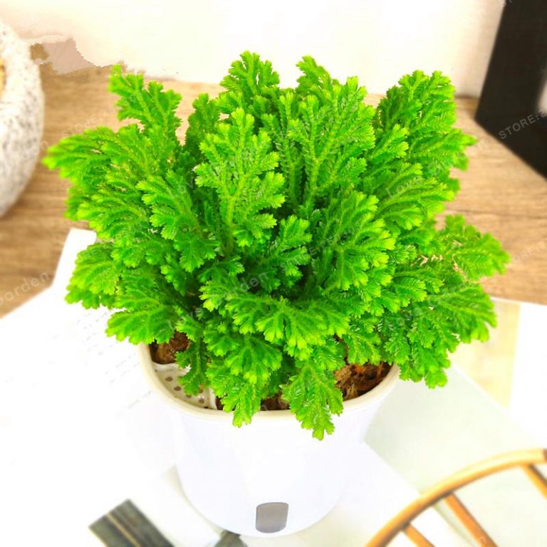 Selaginella Uncinata Seeds – Blue Moss Garden Plant Seeds for Planting, 50 Seeds Pack