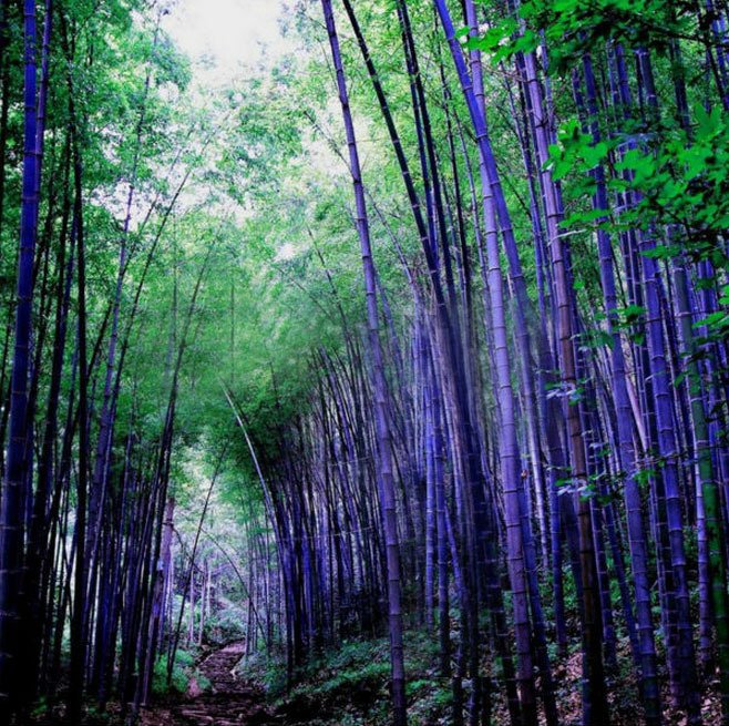 Purple Lucky Bamboo Seeds – Rare Bamboo Plant Seeds for Garden Planting, 50 Seeds Pack