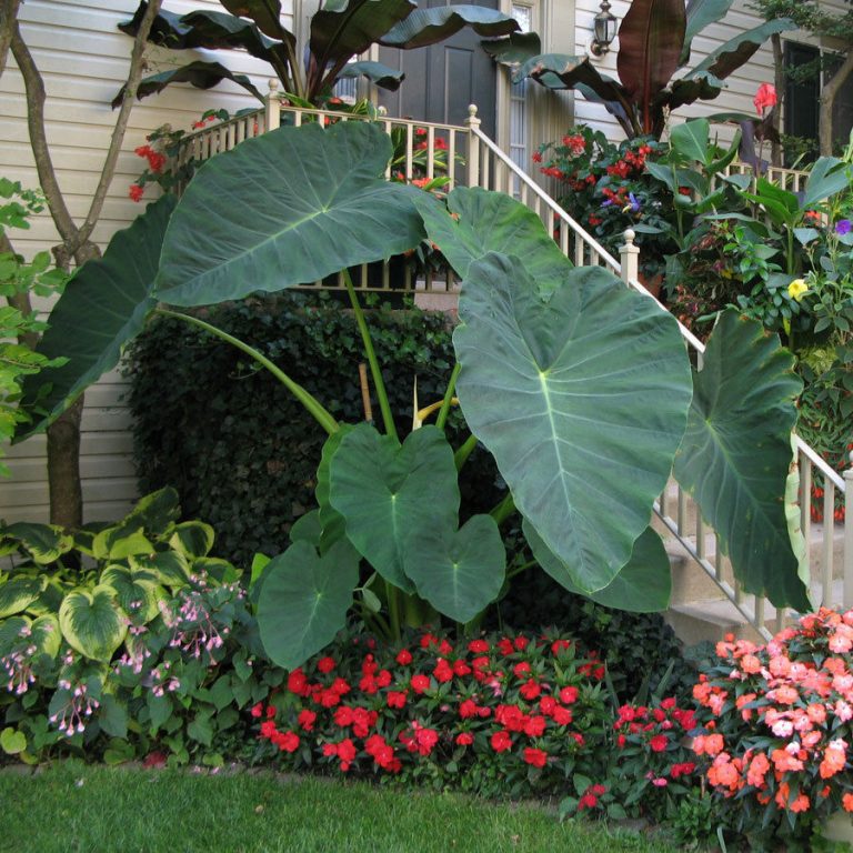 Colocasia Gigantea Seeds – Giant Elephant Ear Plant Seeds with Huge Foliage for Garden Planting, 100 Seeds Pack