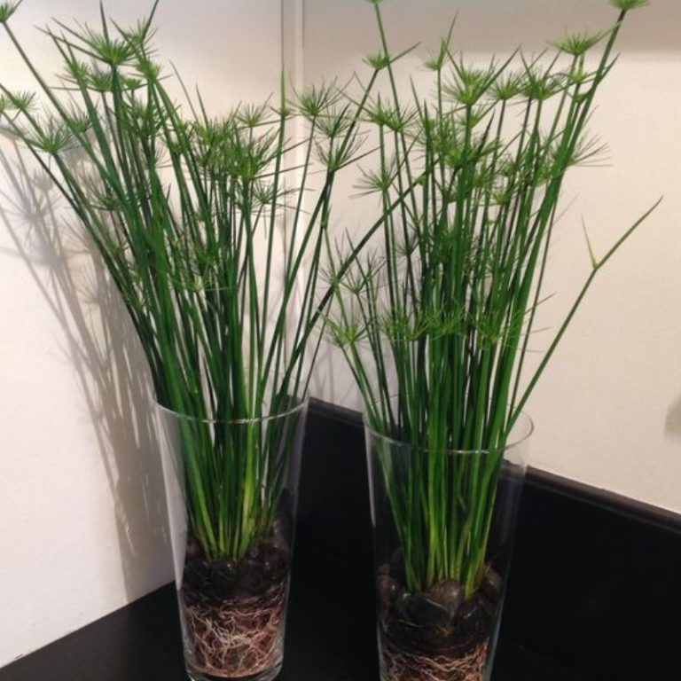 Papyrus Plant Seeds – Ornamental Aquatic Garden Plant Seeds for Planting, 20 Seeds Pack