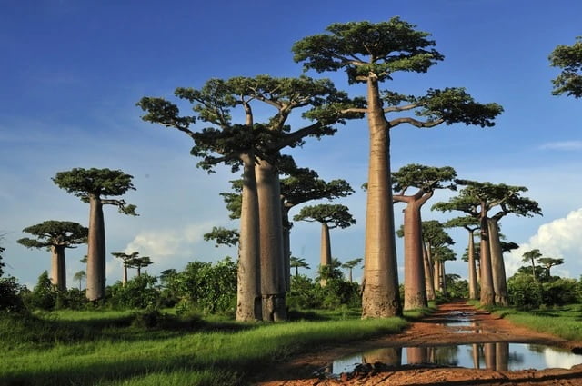Baobab Tree (Adansonia) Seeds – African Fruit & Ornamental Tree Seeds for Planting, 10 Seeds Pack