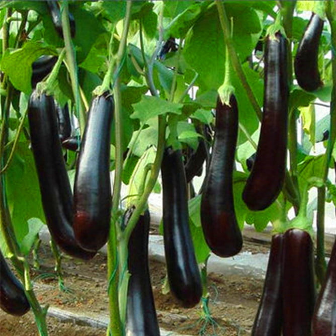 Purple Eggplant Seeds – Vegetable Garden Seeds for Planting, 100 Seeds Pack