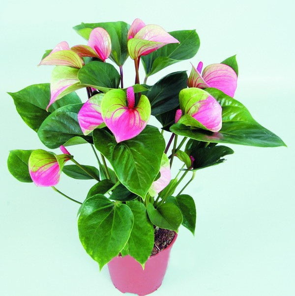 Anthurium Andraeanum Seeds – Pink & Green Garden Flower Seeds for Planting, 100 Seeds Pack