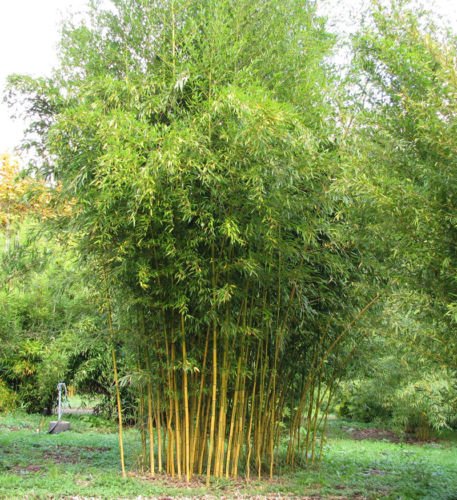 Phyllostachys Aureosulcata Bamboo Seeds – Golden Groove Bamboo Plant Seeds for Garden Planting, 50 Seeds Pack