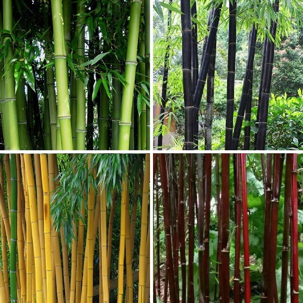 Phyllostachys Pubescens Seeds – Rare Giant Bamboo Plant Seeds for Garden Planting, 50 Seeds Pack