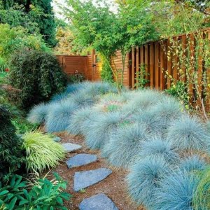 Blue Fescue Grass Seeds, Festuca Glauca, 100 Seeds/Pack