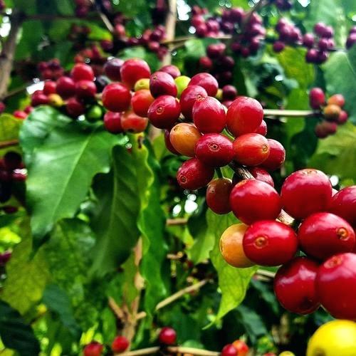 Coffee Bean Seeds – Coffea Arabica Plant Seeds for Garden Planting, 20 Seeds Pack