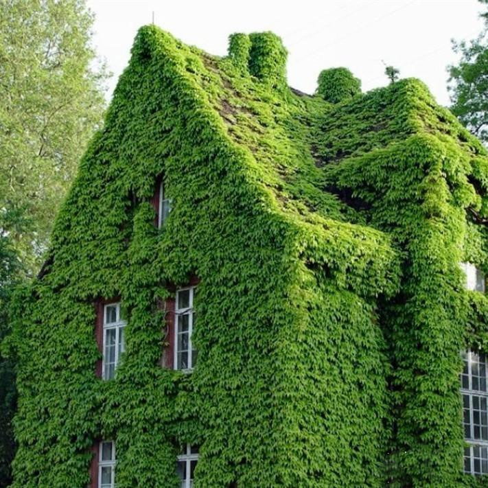 Parthenocissus Tricuspidata Seeds – Climbing Ivy Plant Seeds for Garden Planting, 50 Seeds Pack