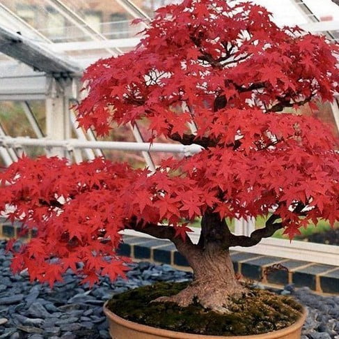 Hybrid Trident Maple Seeds – Acer Buergerianum Tree Seeds for Garden Planting, 40 Seeds Pack
