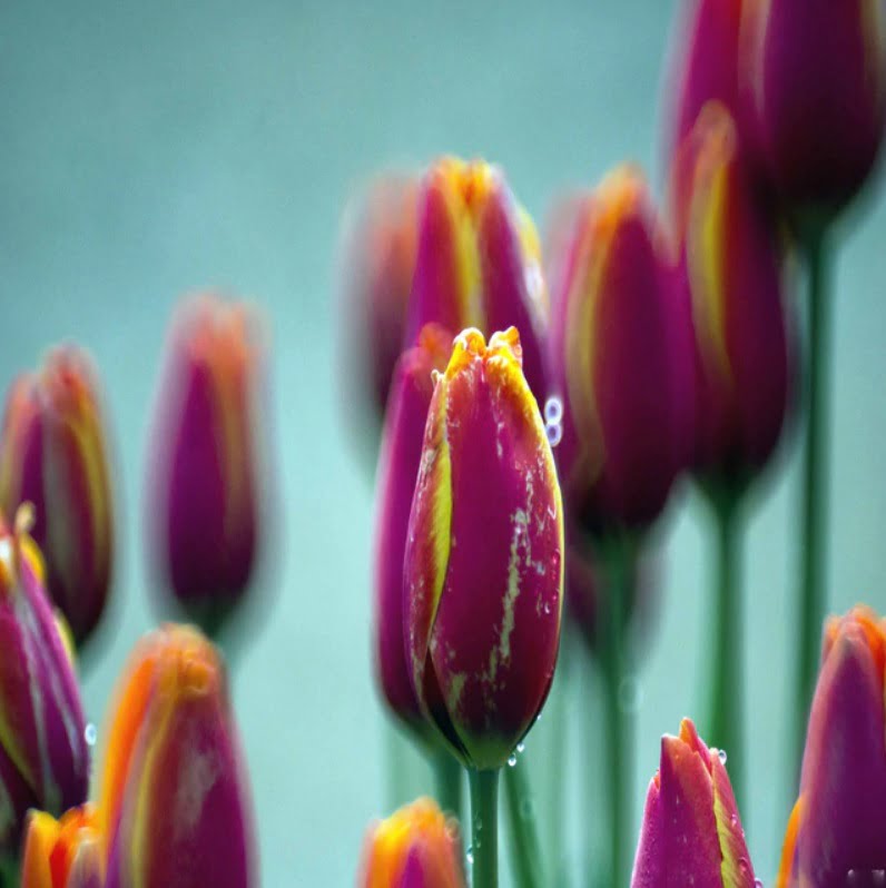 Bulgaria Tulip Bulb – Dark Red with Yellow Petal Edges Garden Flower Bulb, 1 Bulb Pack