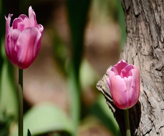 Tulip Flower Bulb – New Variety Multi-Color Garden Lily Bulb for Planting, 1 Bulb Pack