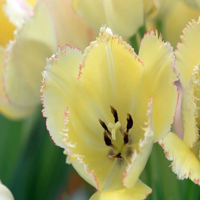 Tulip Flower Bulb – New Variety Yellow Mixed Garden Flower Bulb for Planting, 1 Bulb Pack