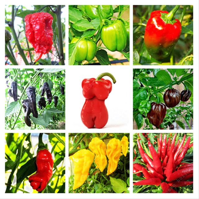 Rare Organic Chili Pepper Seeds – Vegetable Garden Seeds for Planting, 100 Seeds Pack