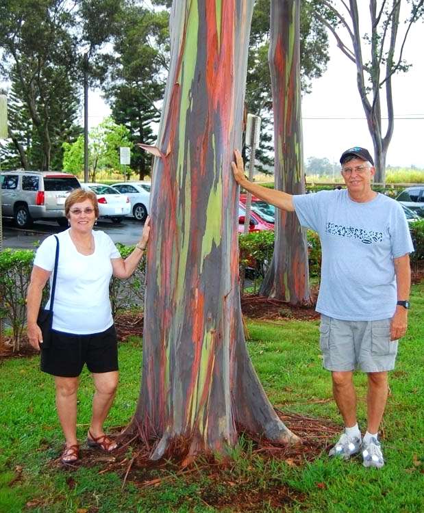 Rainbow Eucalyptus (Eucalyptus deglupta) Seeds – Showy Tropical Tree Seeds for Garden Planting, 100 Seeds Pack