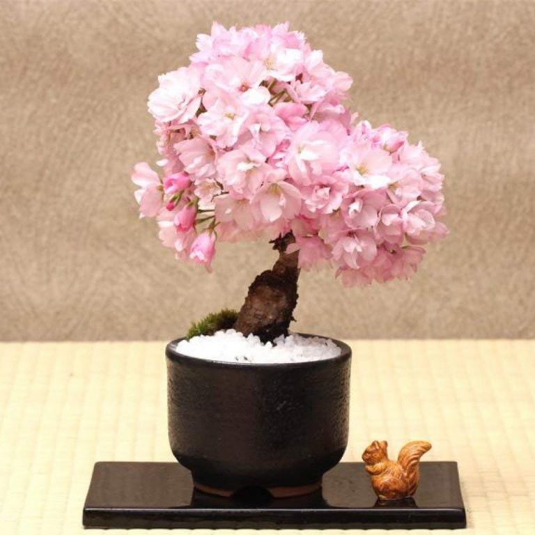 Pink Sakura Bonsai Tree Seeds – Cherry Blossom Flowering Tree Seeds for Garden Planting, 10 Seeds Pack