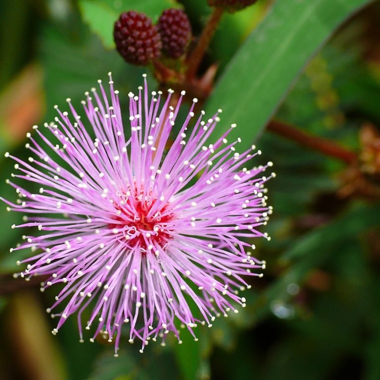 Mimosa Pudica Seeds – Sensitive “Shy Plant” Garden Seeds for Planting, 50 Seeds Pack