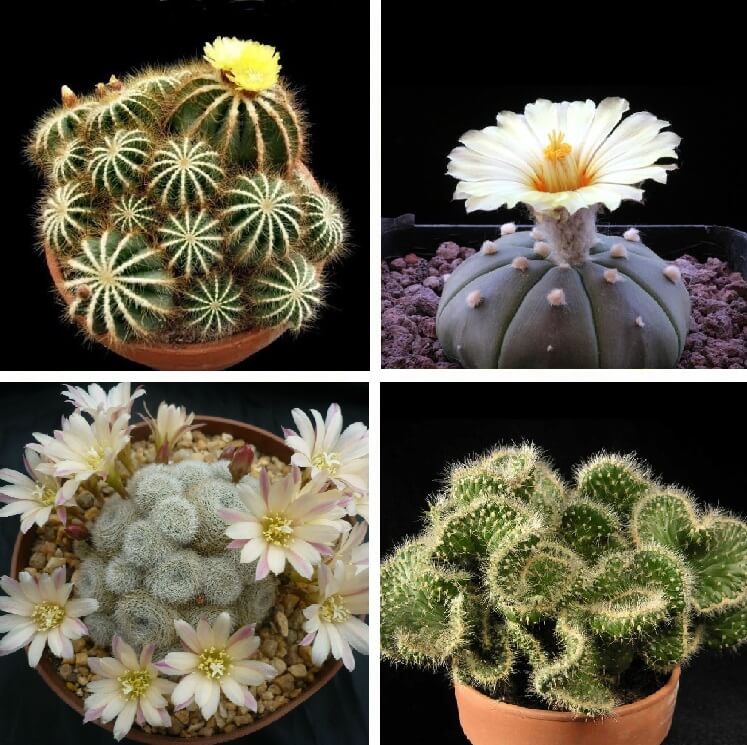 Astrophytum Cactus Seeds – Succulent & Cactus Seeds for Planting, 100 Seeds Pack