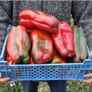 Giant Sweet Pepper Seeds, 100seeds/pack