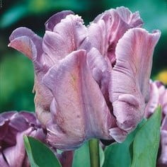 Mixed Color Tulip Bulb – New Variety Embossed Gray & Pink Parrot Garden Flower Bulb, 1 Bulb Pack