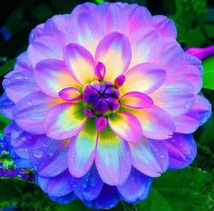 Dahlia Bulb – Multi-Color Garden Dahlia Flower Bulb for Planting, 1 Bulb Pack