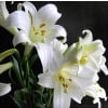 Perfume Lily Flower Bulb – Multi-Color Garden Lily Bulb for Planting, 1 Bulb Pack