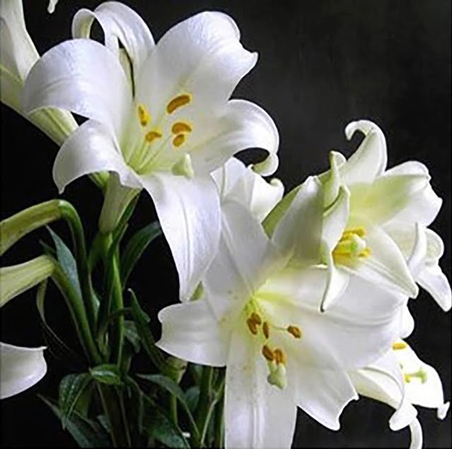Perfume Lily Flower Bulb – Multi-Color Garden Lily Bulb for Planting, 1 Bulb Pack