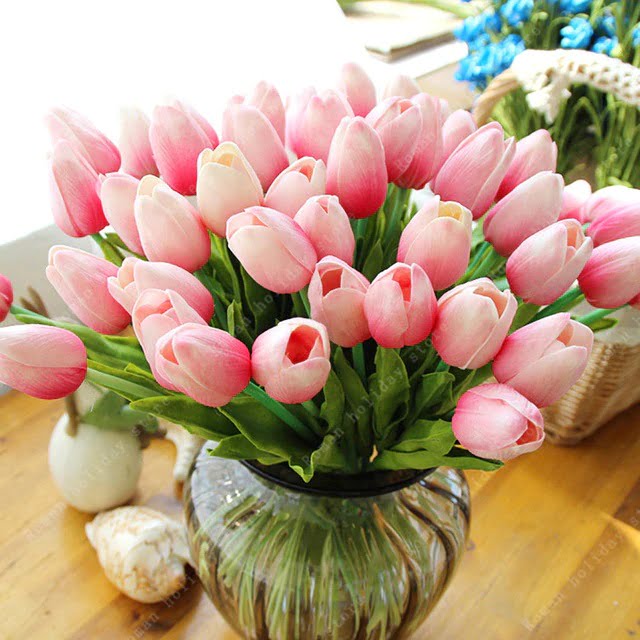 Tulip Flower Bulb – Holland Garden Flower Bulb for Planting, 1 Bulb Pack