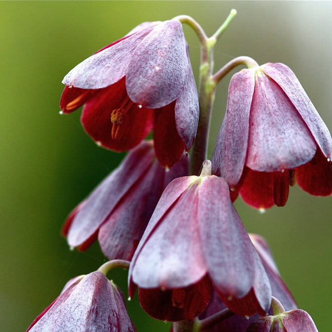 Mixed Fritillaria Flower Seeds – Garden Fritillaria Seeds for Planting, 100 Seeds Pack
