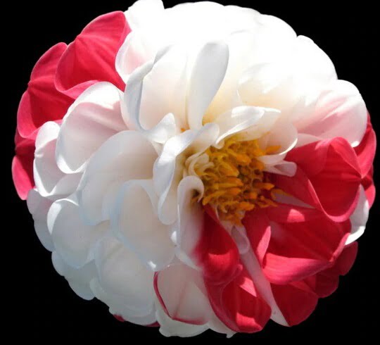 Dahlia Bulb – White & Red Garden Flower Bulb for Planting, 1 Bulb Pack