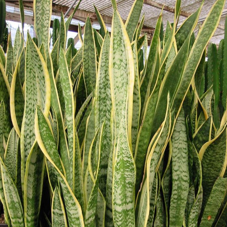 Sansevieria Trifasciata Seeds – Snake Plant Indoor Air-Purifying Plant Seeds, 100 Seeds Pack - Image 2