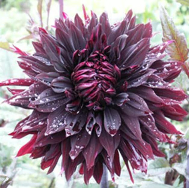 Dahlia Pinnata Bulb – Rare Black & Red Perennial Flower Bulb for Garden Planting, 1 Bulb Pack - Image 2