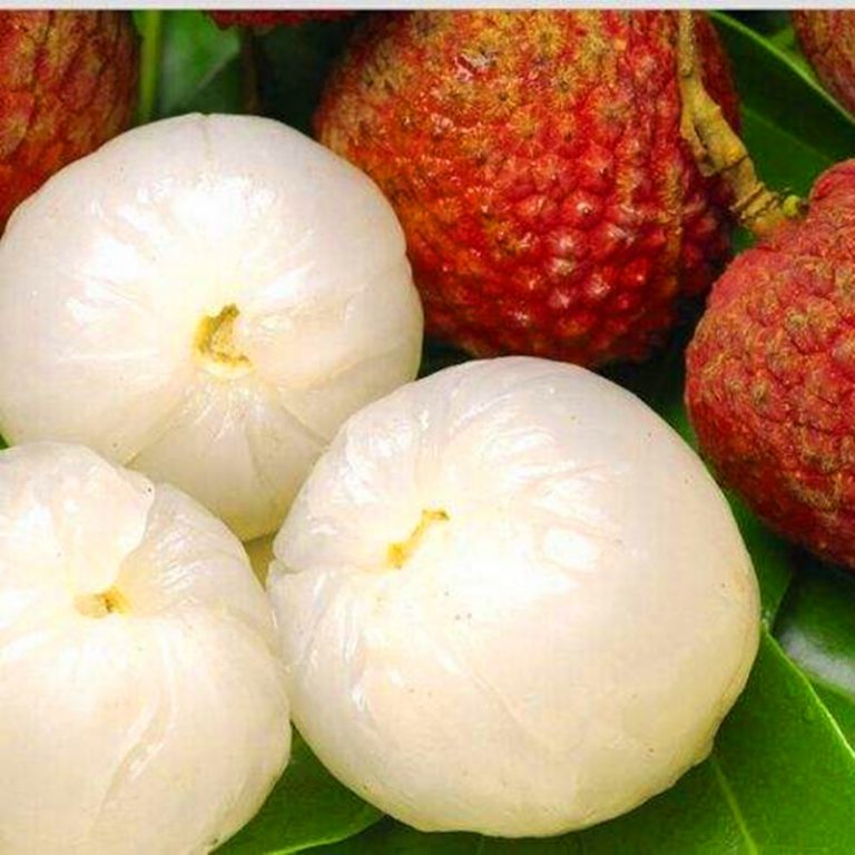 Litchi Chinensis Seeds – Giant Lychee Fruit Tree Seeds for Garden Planting, 10 Seeds Pack - Image 2