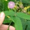 Mimosa Pudica Seeds – Sensitive “Shy Plant” Garden Seeds for Planting, 50 Seeds Pack - Image 2